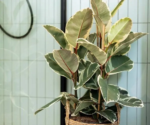 Urban Jungle