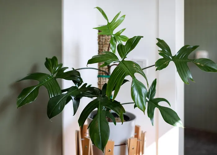 Urban Jungle